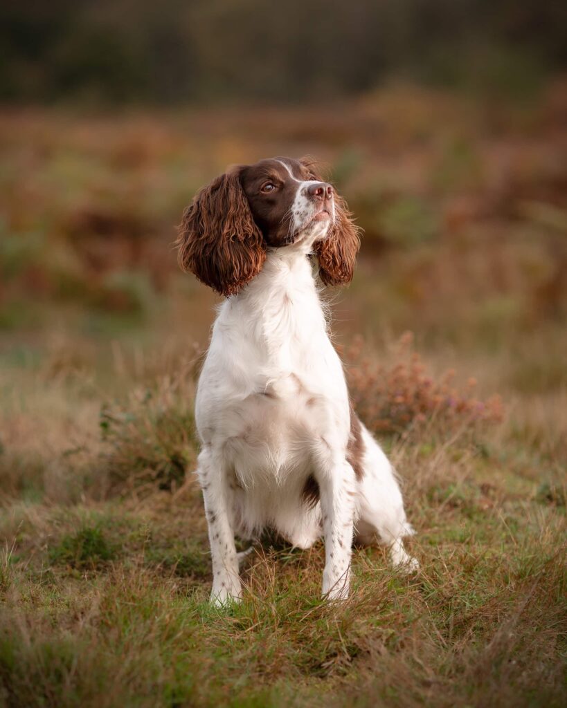 A brown and white spaniel sits attentively in a field, looking upward with alert eyes.