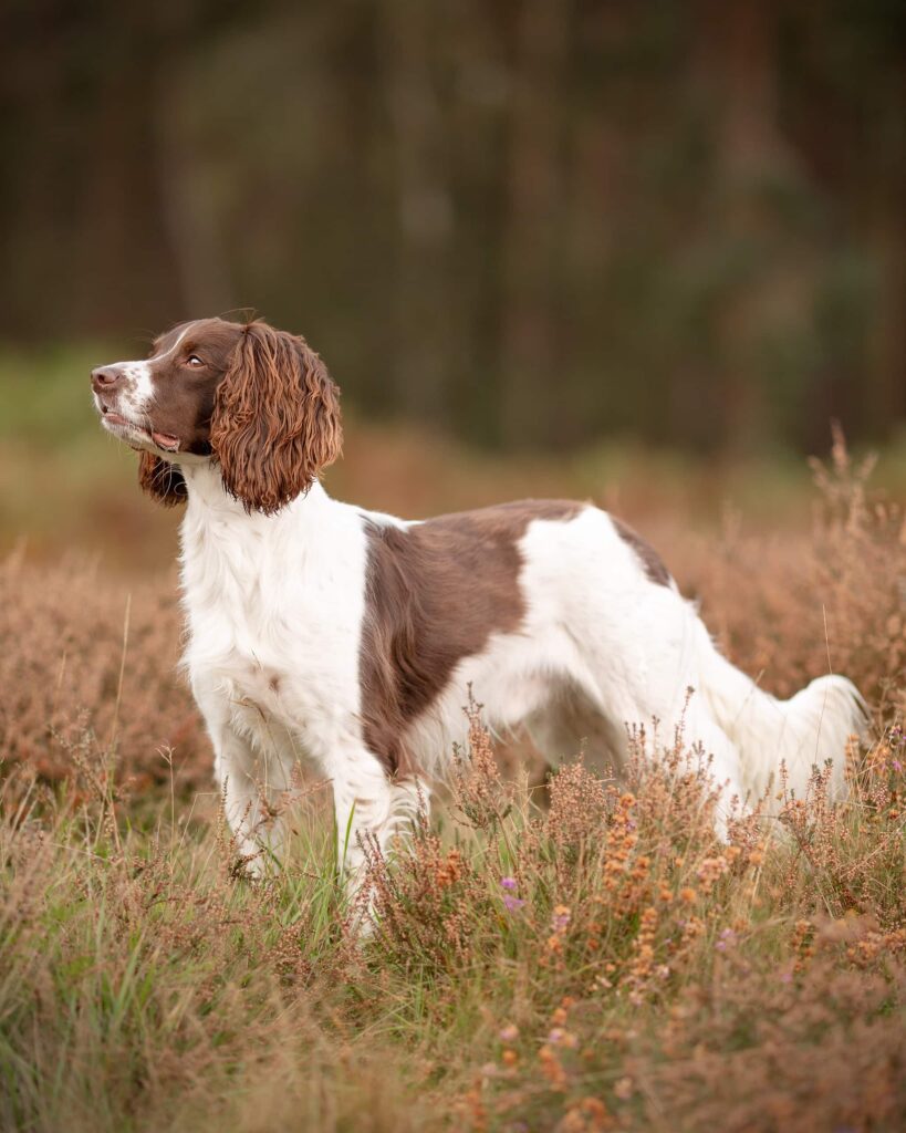A brown and white spaniel stands in a field of heather, looking upward with alert posture.