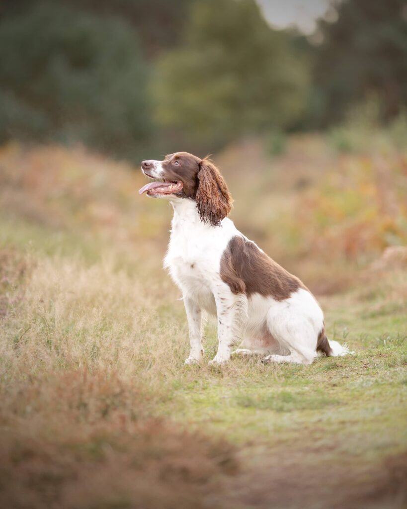 A brown and white spaniel sits on a rural path, looking upward with its tongue out, surrounded by blurred countryside.