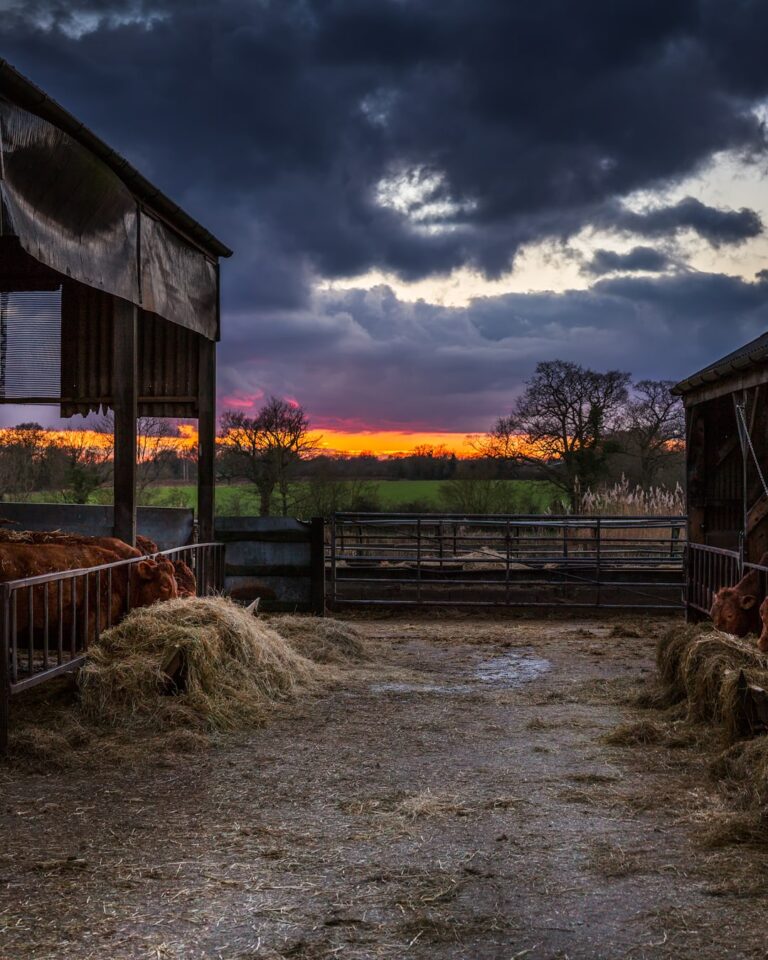 A farmyard at sunset, with hay bales, metal gates, and barns framing a dramatic sky of orange and purple clouds.