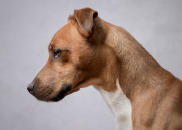 A tan and white dog in profile against a grey background, looking to the left.