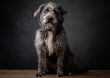 A grey and white terrier-type dog sits facing the camera against a dark background, with a wooden surface beneath.