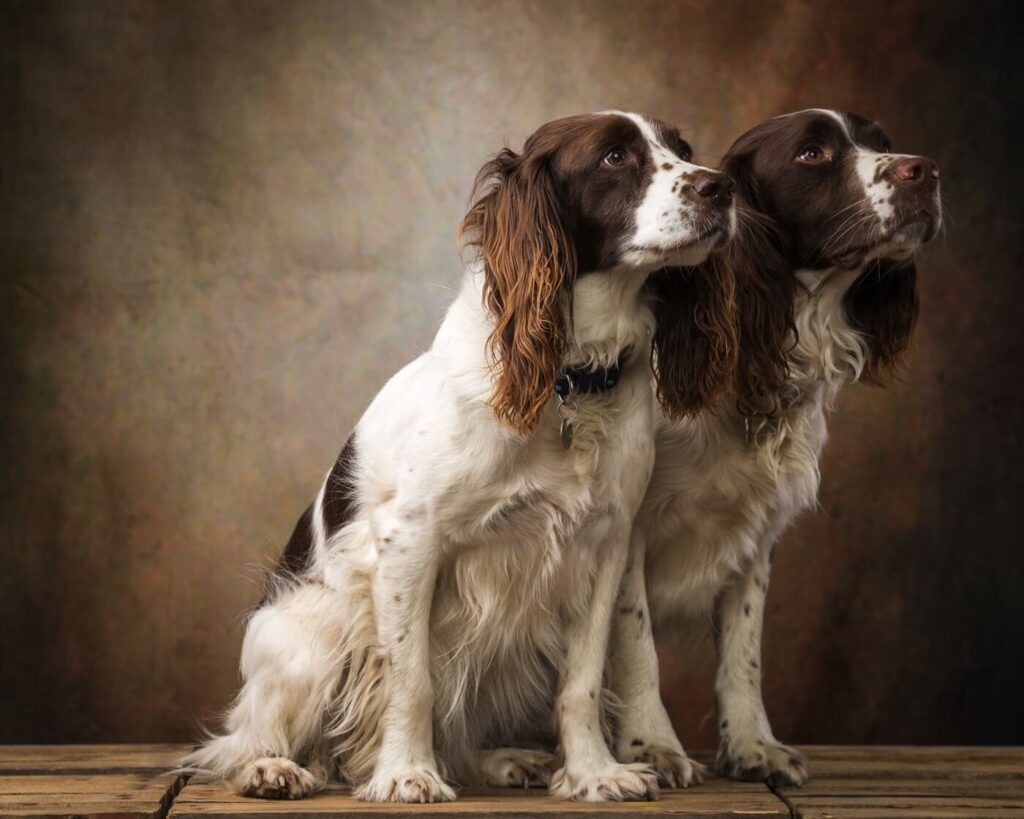 english springer spaniel pet portraits
