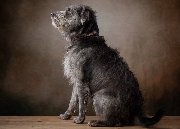 A scruffy grey dog sits facing away from the camera against a brown studio backdrop, wearing a striped collar.