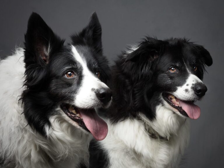 Pet portraits – Sue