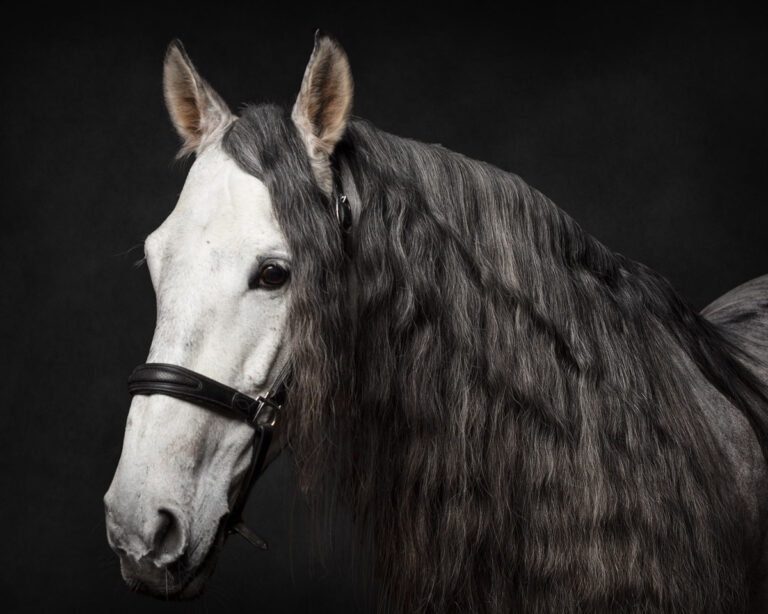 Stanley – Pet Photography