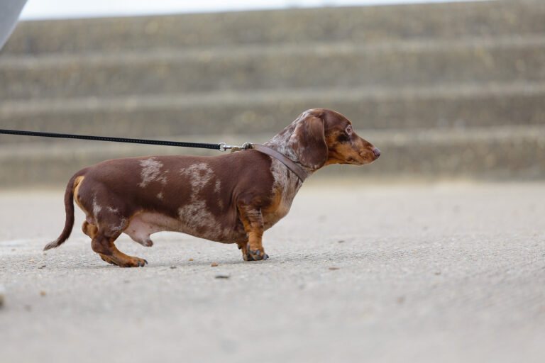Southwold Sausage Walk March 2022
