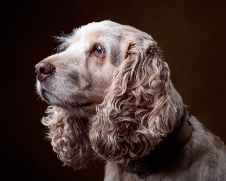 Fudge the Cocker Spaniel