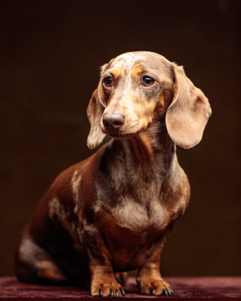 sausasage dogs jull 2200558