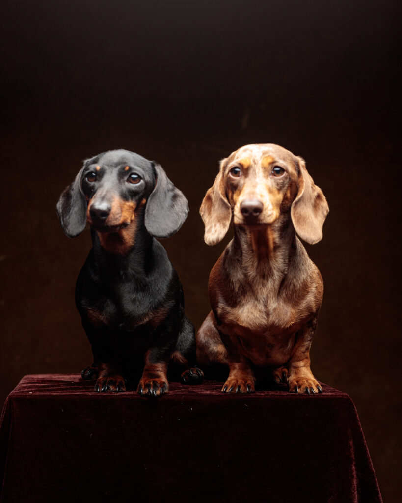 sausasage dogs jull 2200660