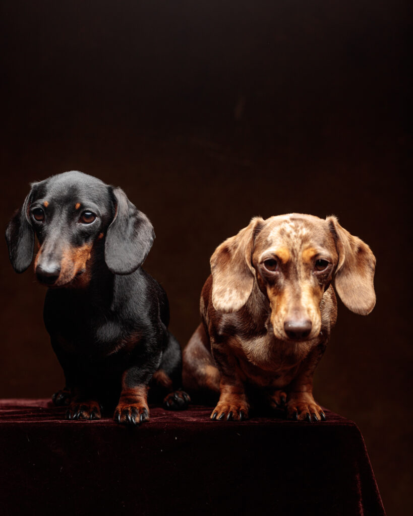 sausasage dogs jull 2200663