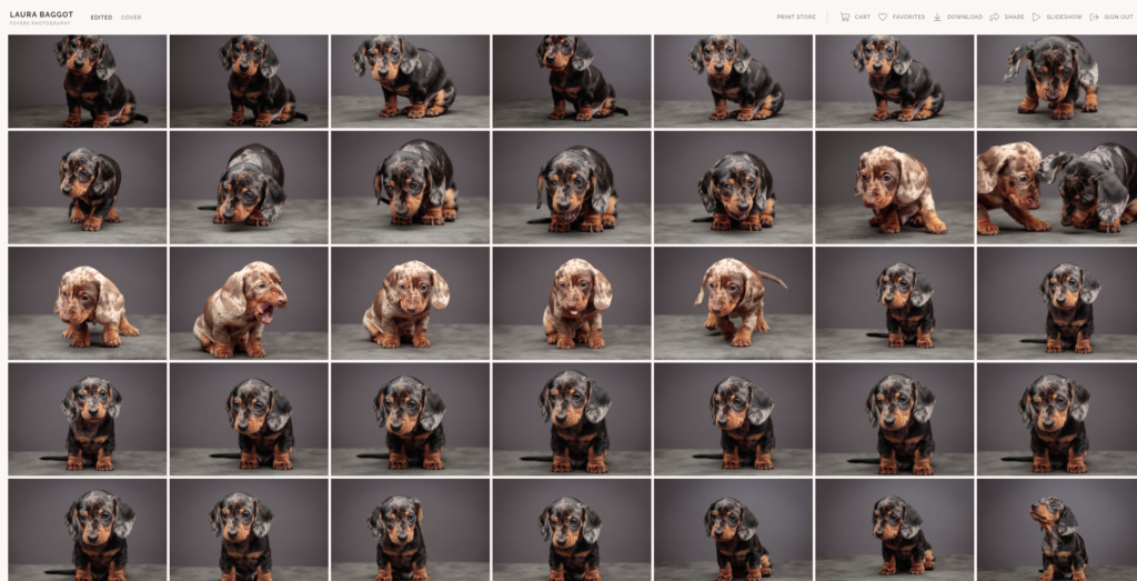 sausagedog screenshot