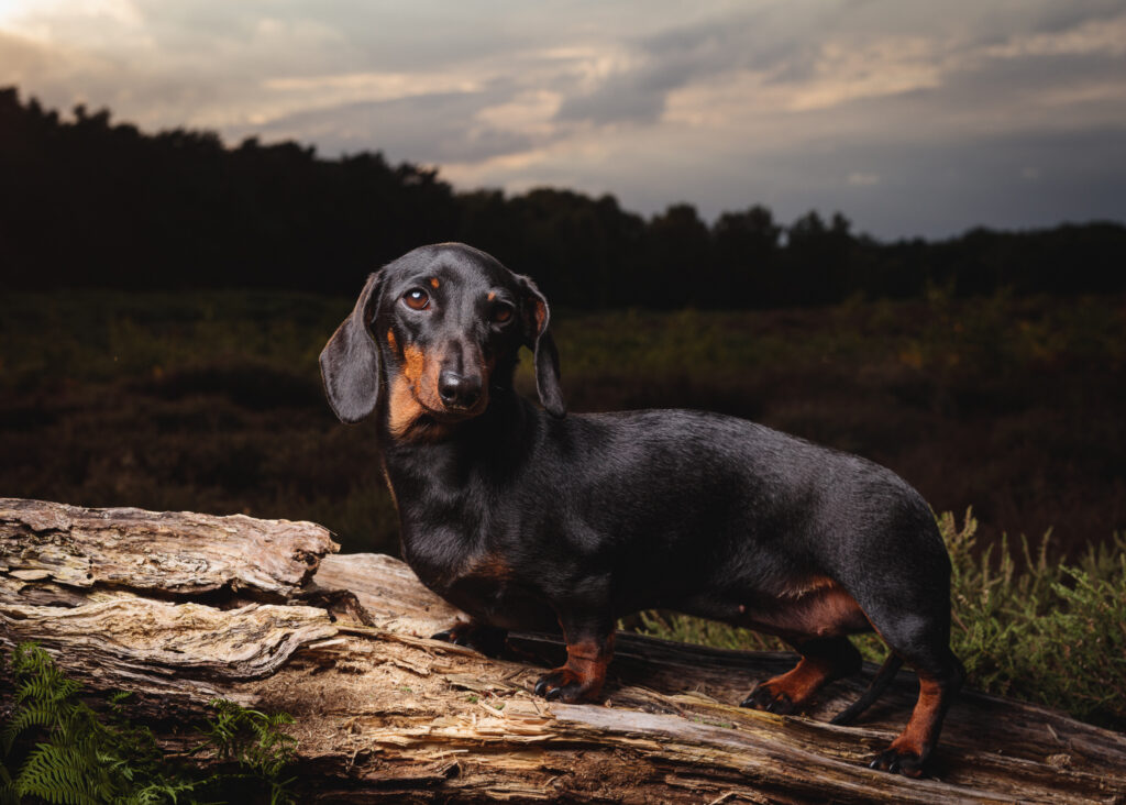 sausage dog tunstall foyers photography 45
