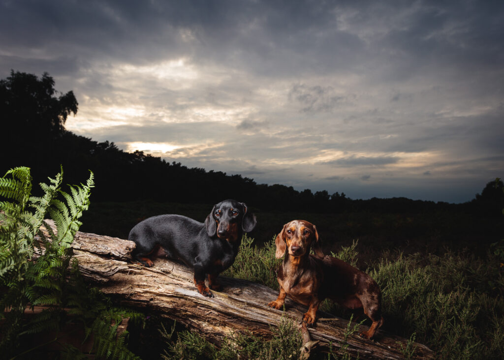 sausage dog tunstall foyers photography 213