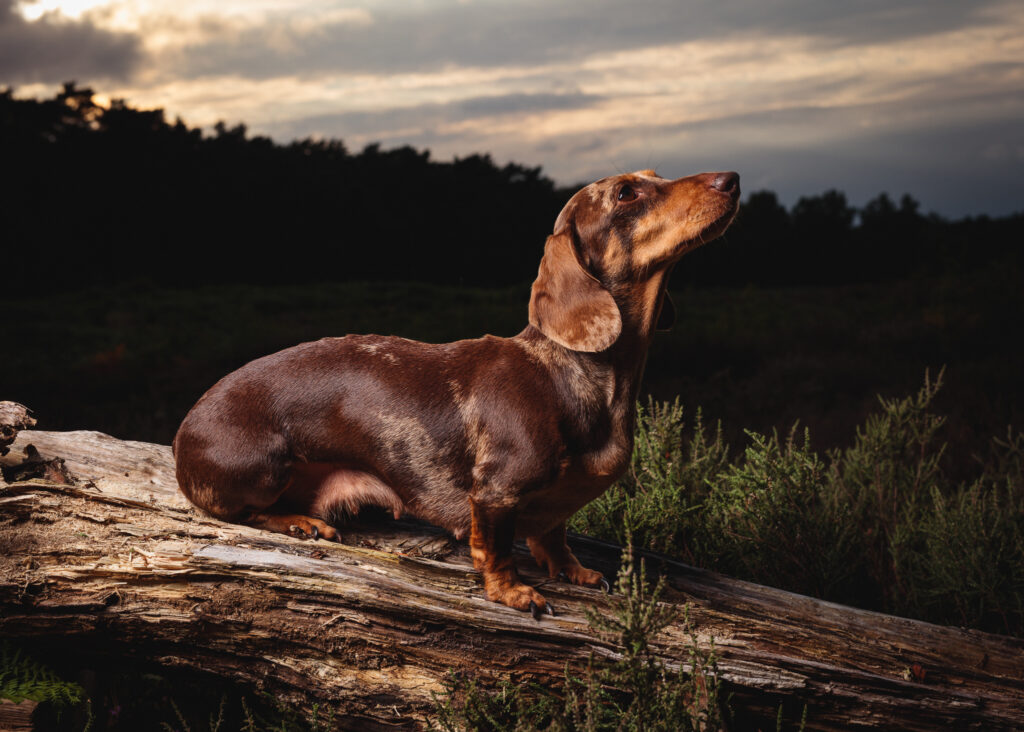 sausage dog tunstall foyers photography 74