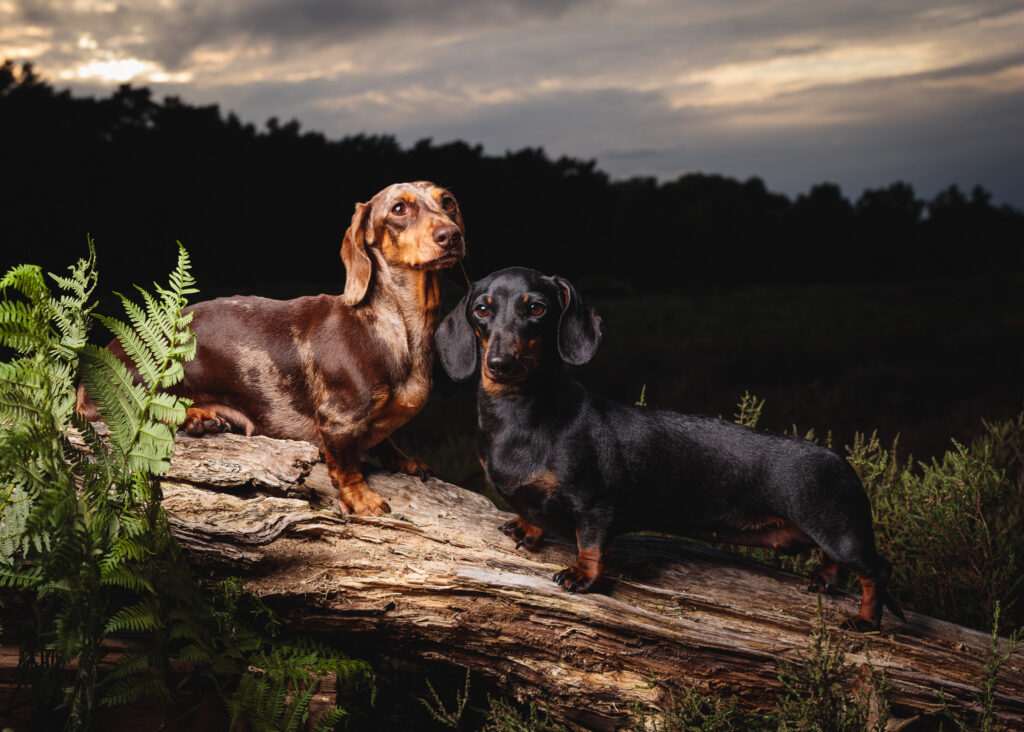 sausage dog tunstall foyers photography 149