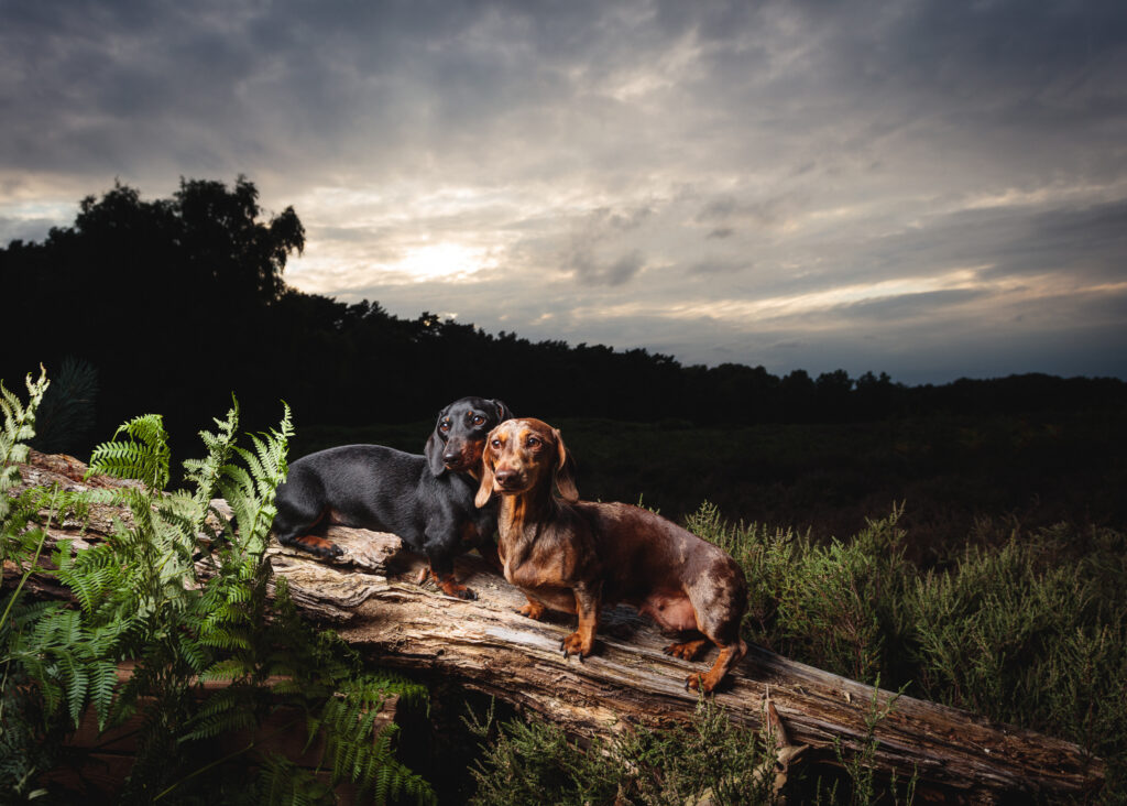 sausage dog tunstall foyers photography 160