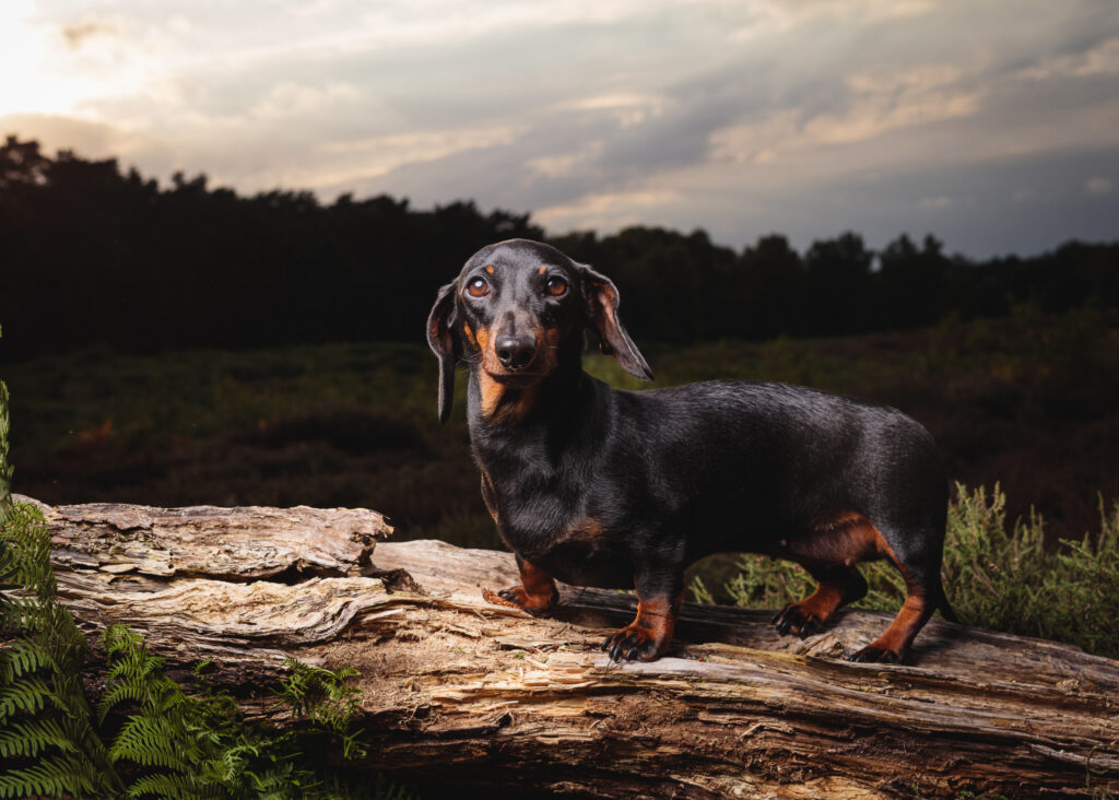 sausage dog tunstall foyers photography 33