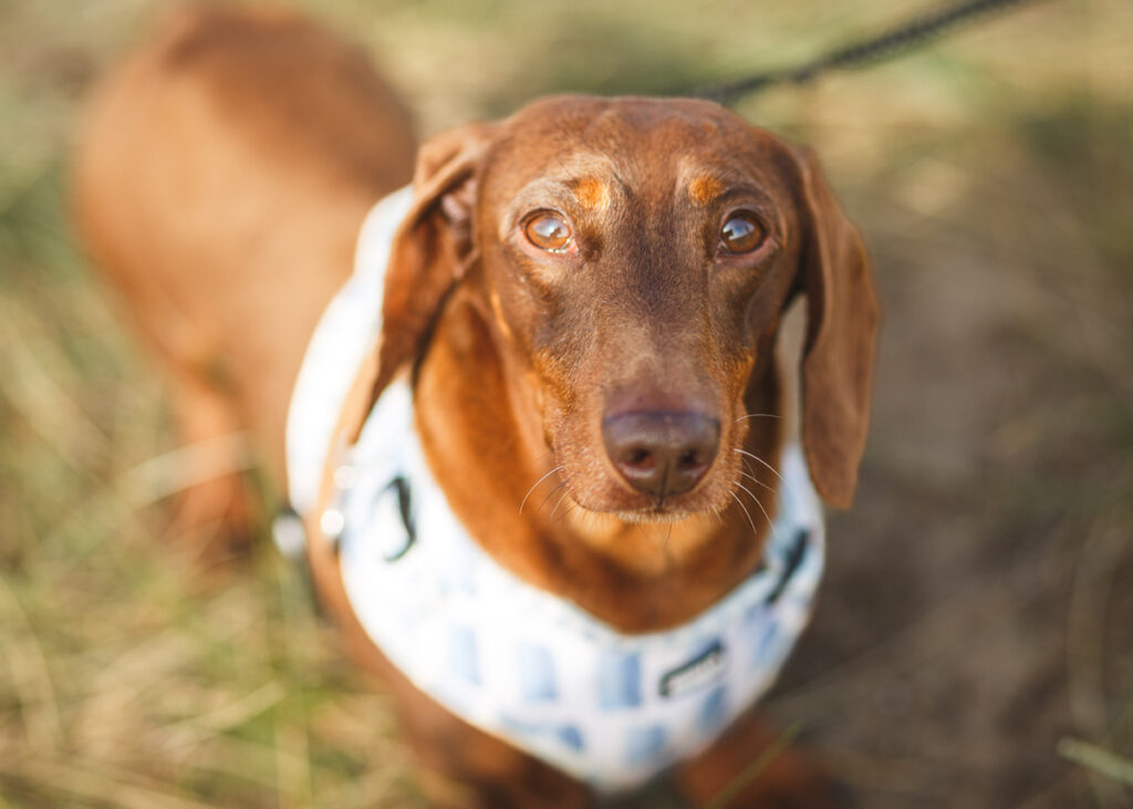 southwold sausage dog walk 2023 foyers photography 62
