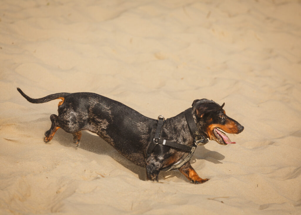 southwold sausage dog walk 2023 foyers photography 179
