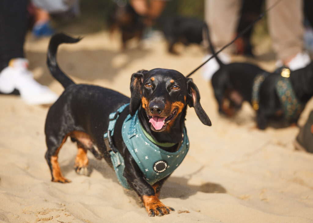 southwold sausage dog walk 2023 foyers photography 225