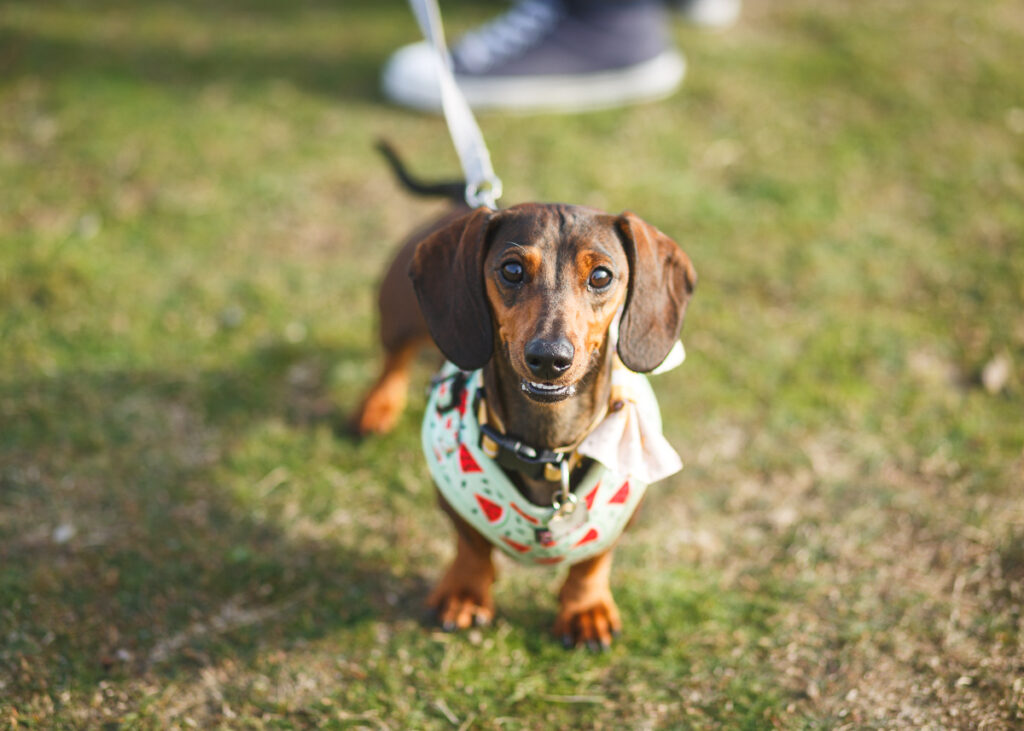 southwold sausage dog walk 2023 foyers photography 8