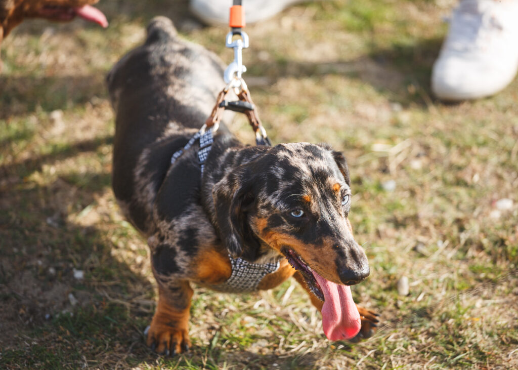 southwold sausage dog walk 2023 foyers photography 93