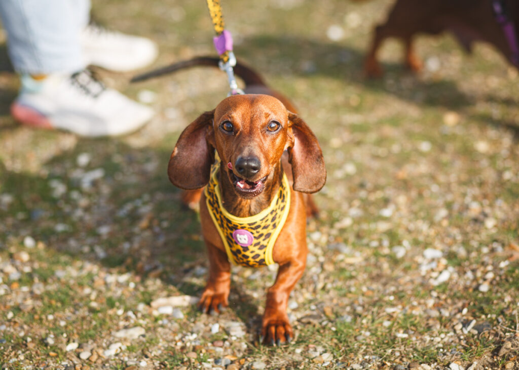 southwold sausage dog walk 2023 foyers photography 54