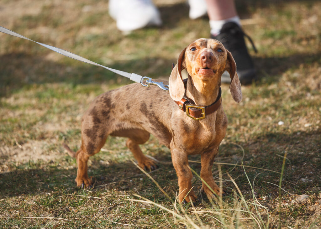southwold sausage dog walk 2023 foyers photography 152