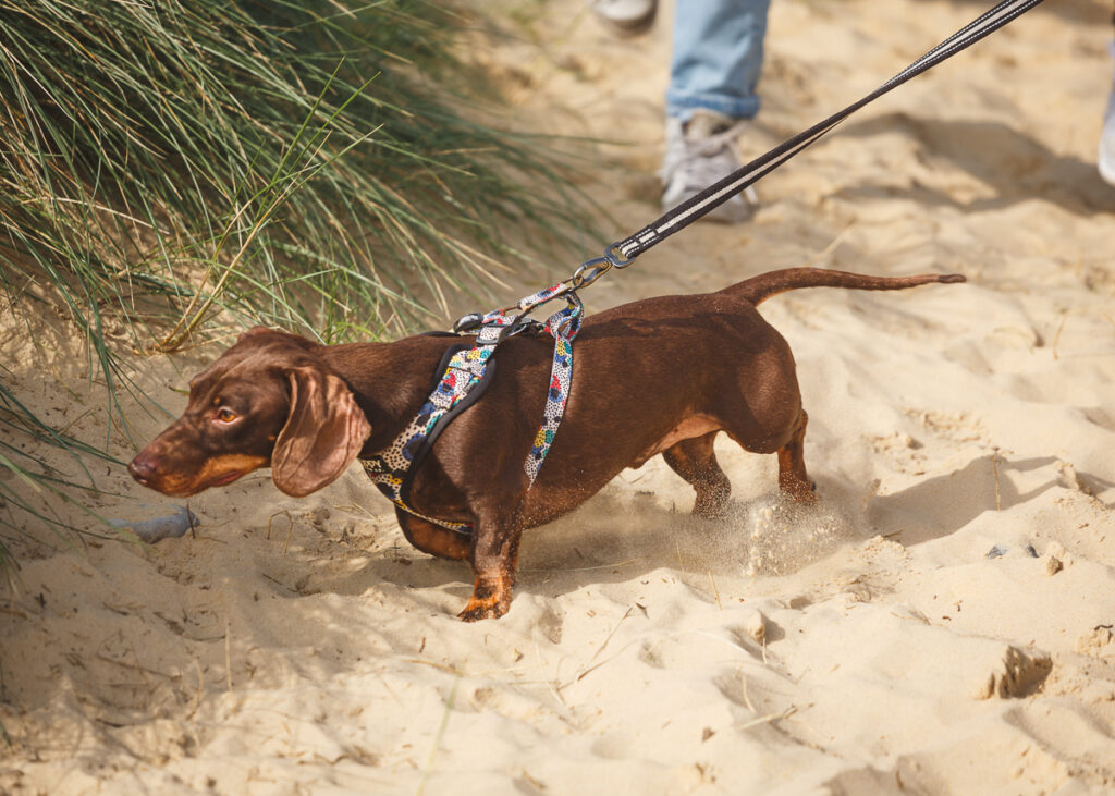 southwold sausage dog walk 2023 foyers photography 197