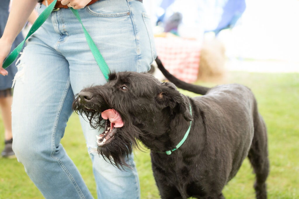 rendlesham show 08 june 24 foyers photography 1063