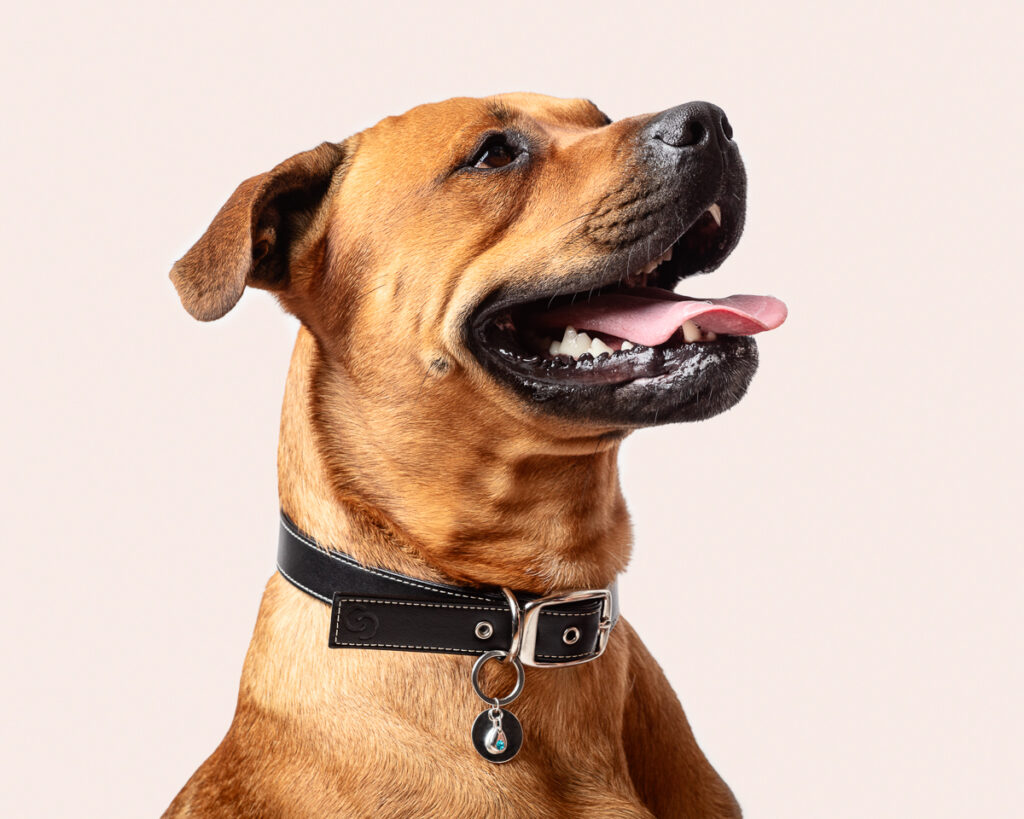 Smiling dog with black leather collar