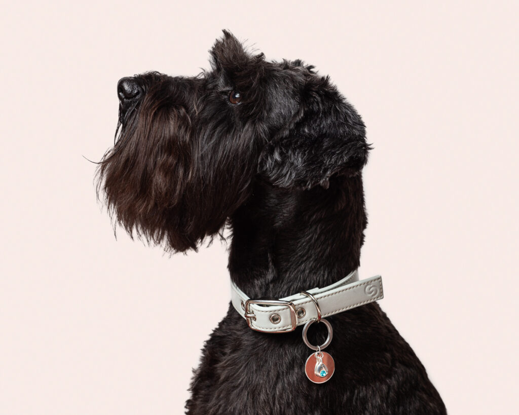 Black schnauzer wearing white collar with tags.