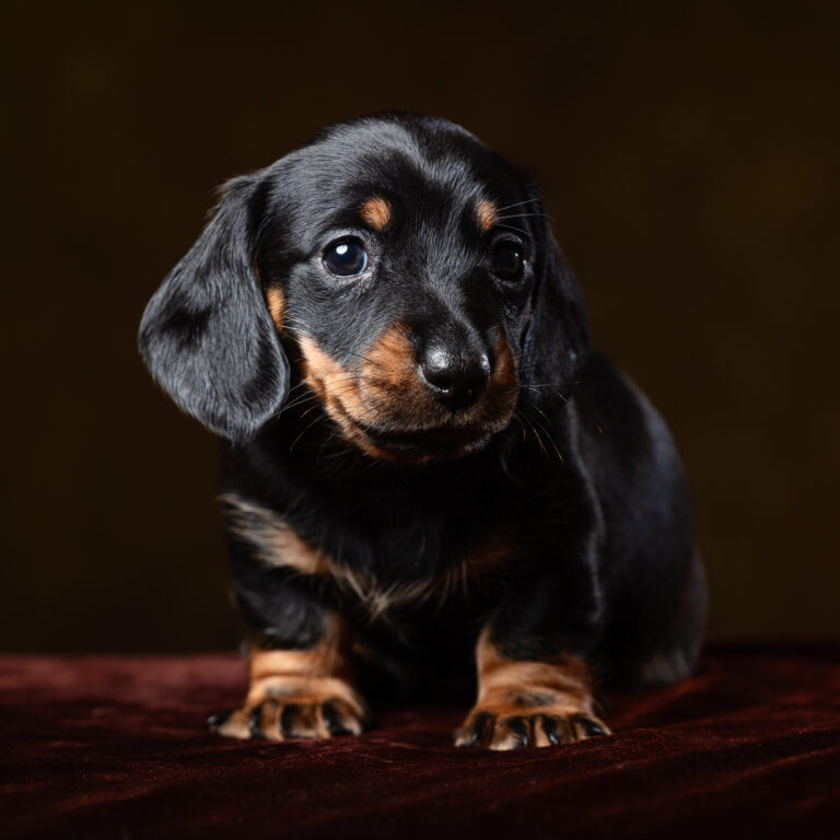 Black and tan dachshund puppy on brown background.