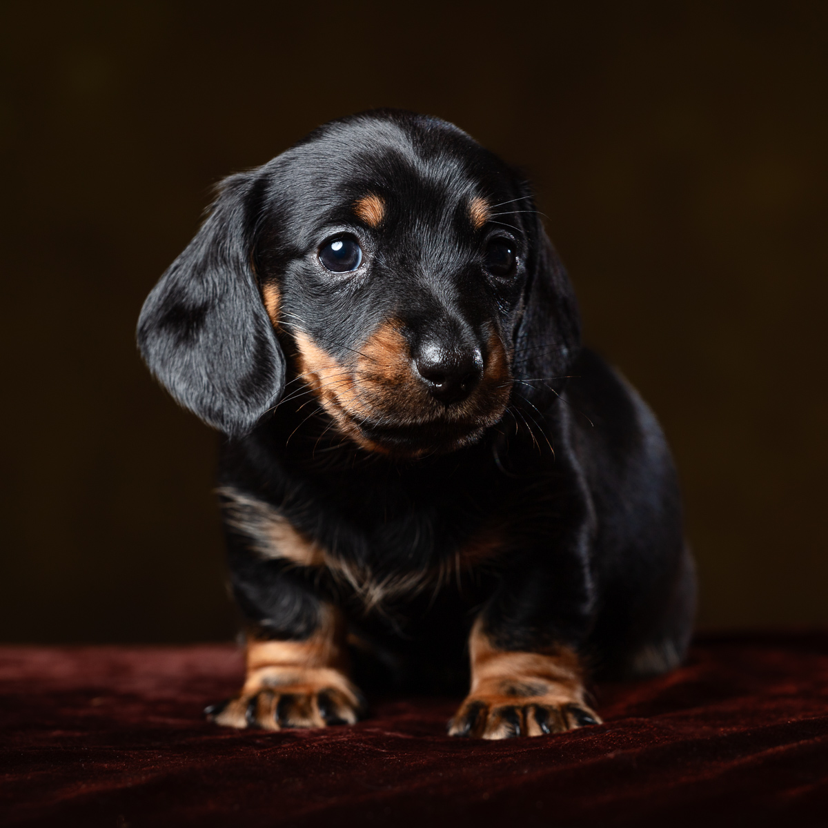 Black and tan dachshund puppy on brown background.