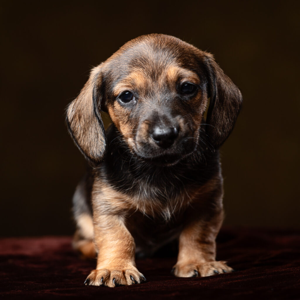 Cute Dachshund puppy on dark background
