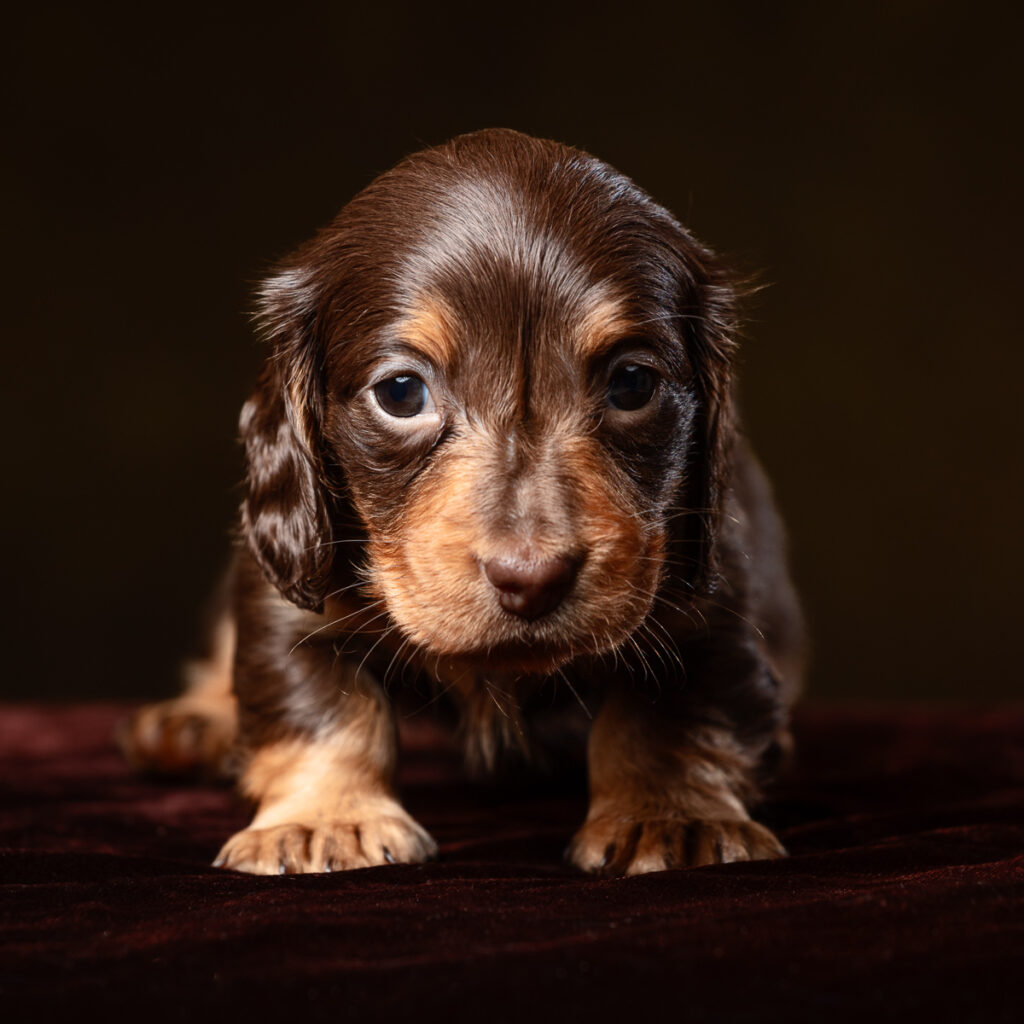 Brown puppy close-up on dark background.