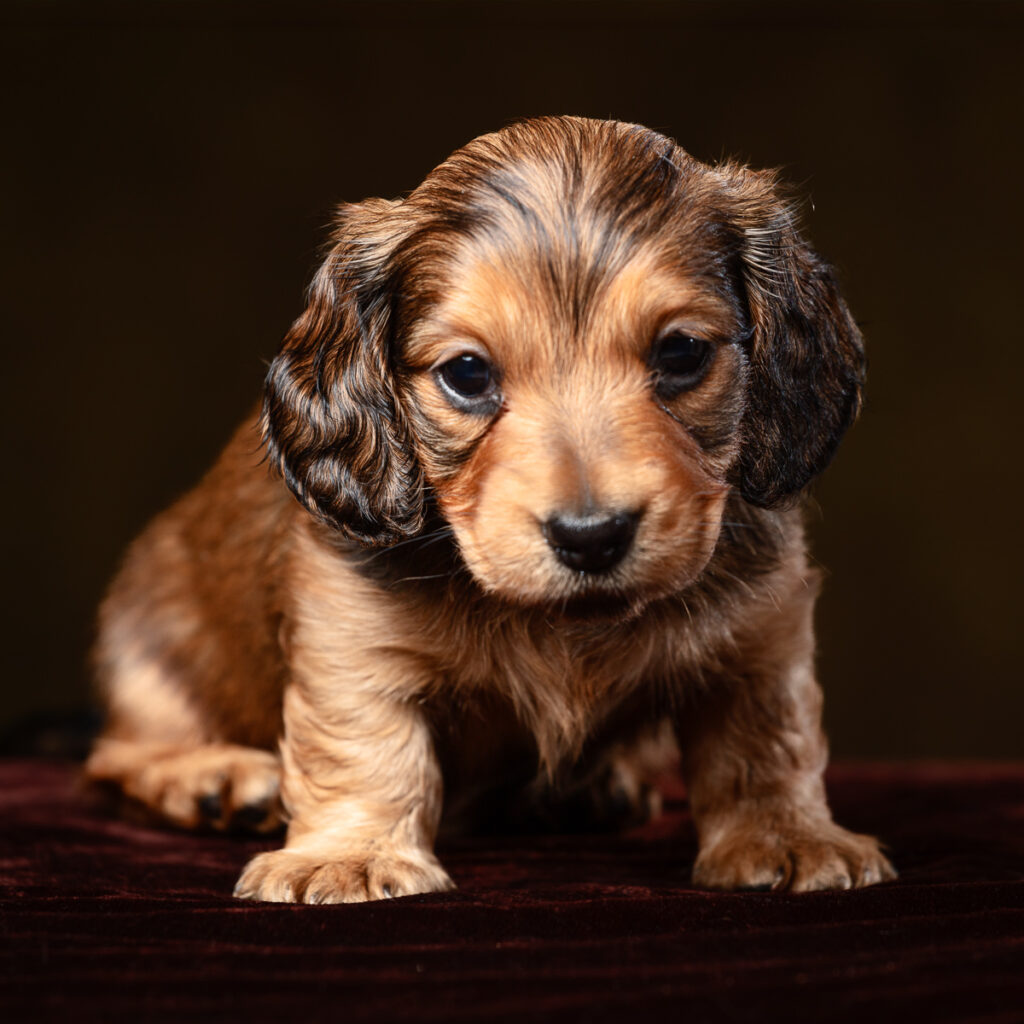 Cute brown puppy with floppy ears