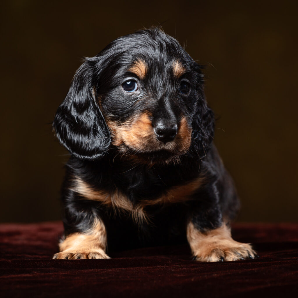 Cute black and brown Dachshund puppy