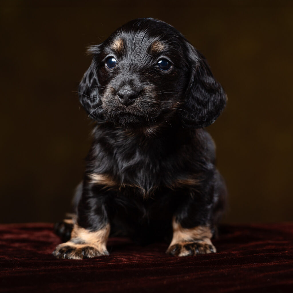 Adorable black puppy sitting on a dark surface