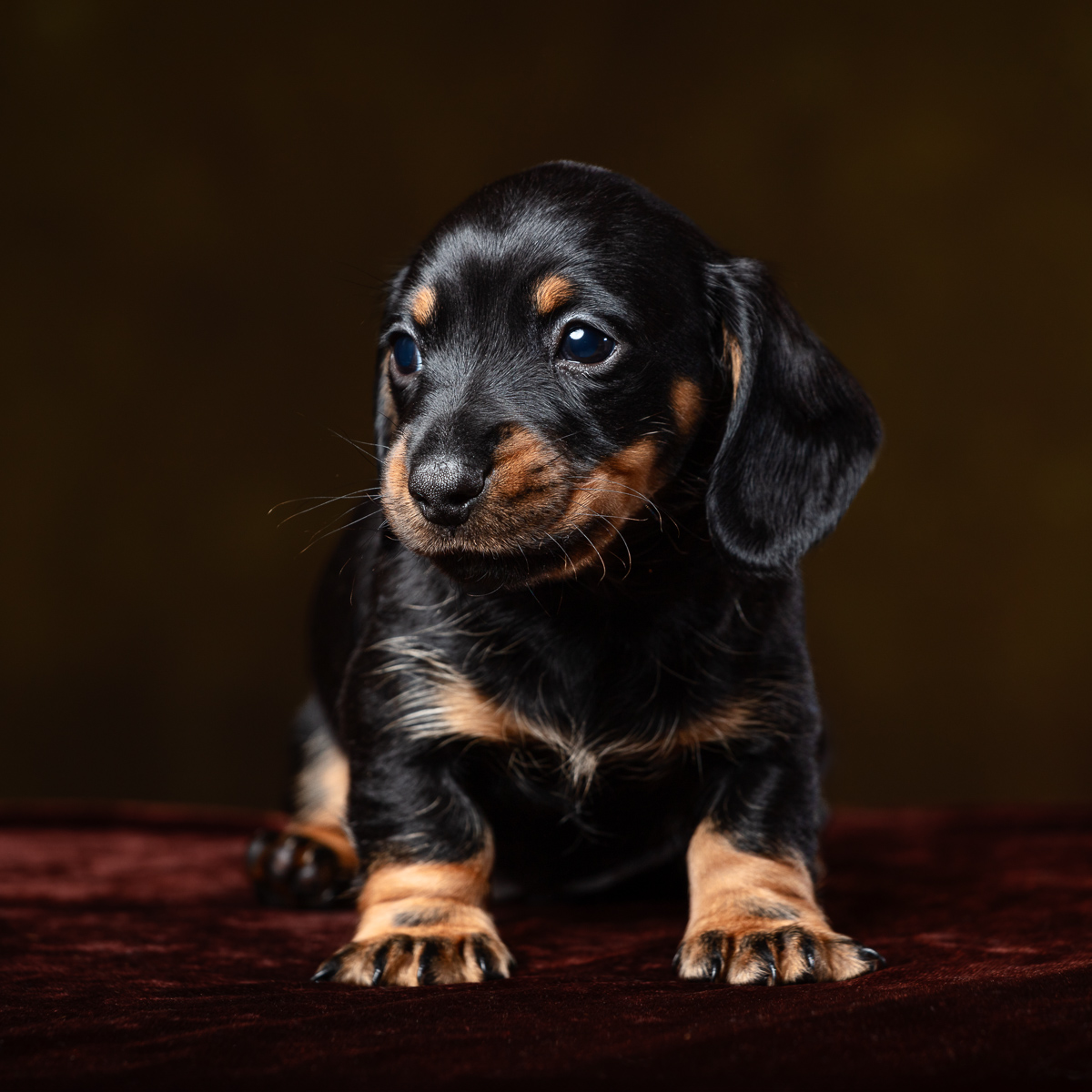 Cute black and tan Dachshund puppy