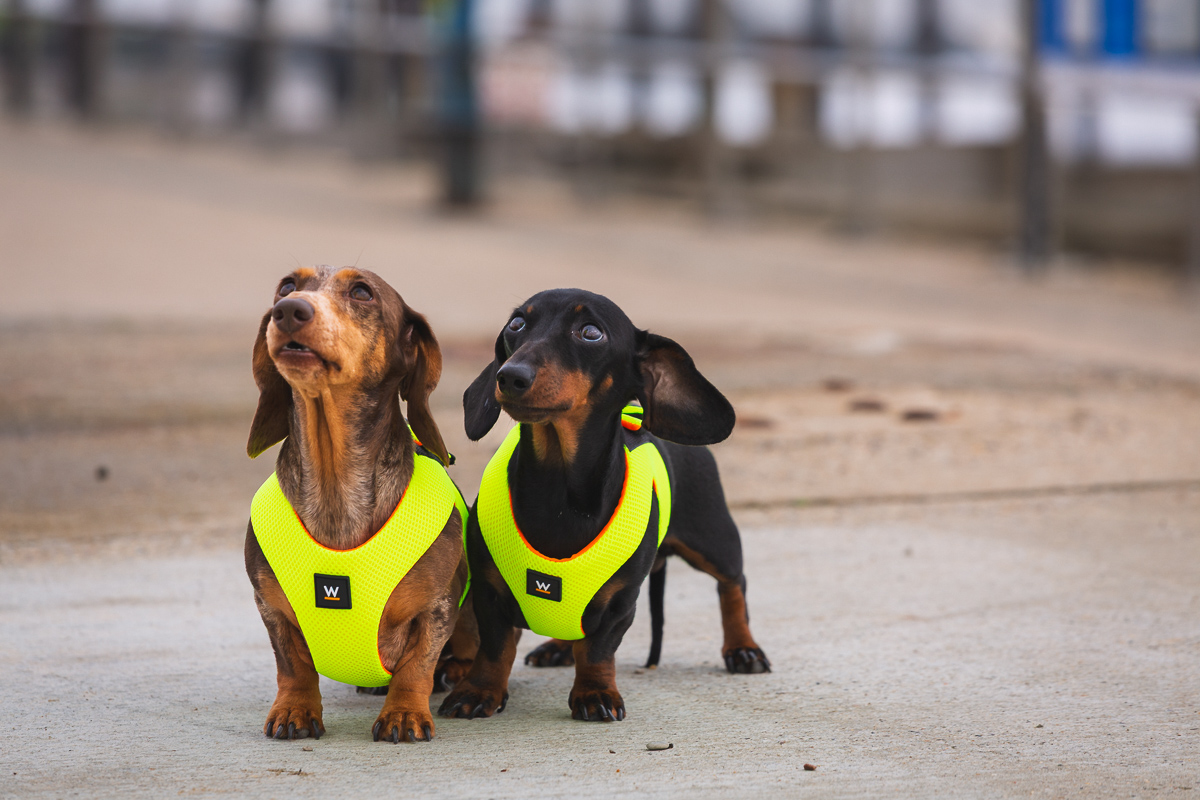 Two dachshunds wearing bright yellow harnesses on pavement.