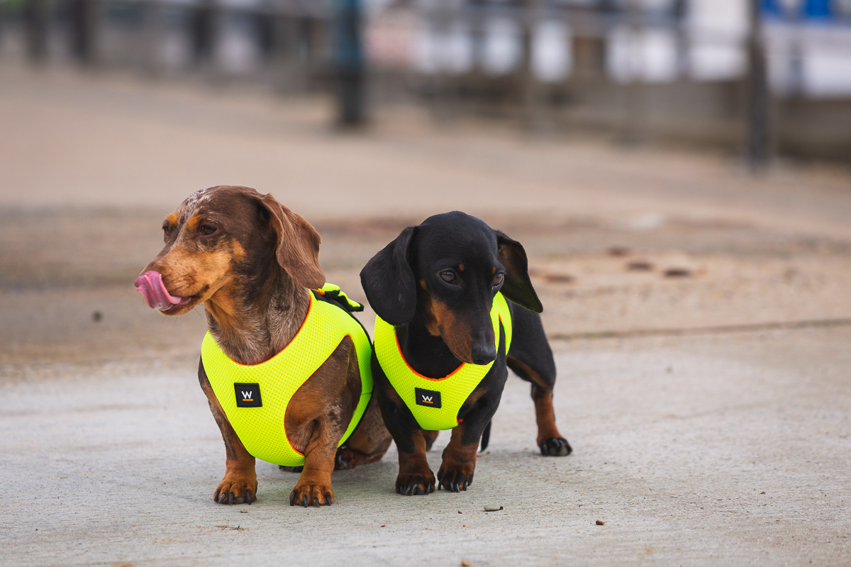 Two dachshunds in yellow harnesses on pavement.