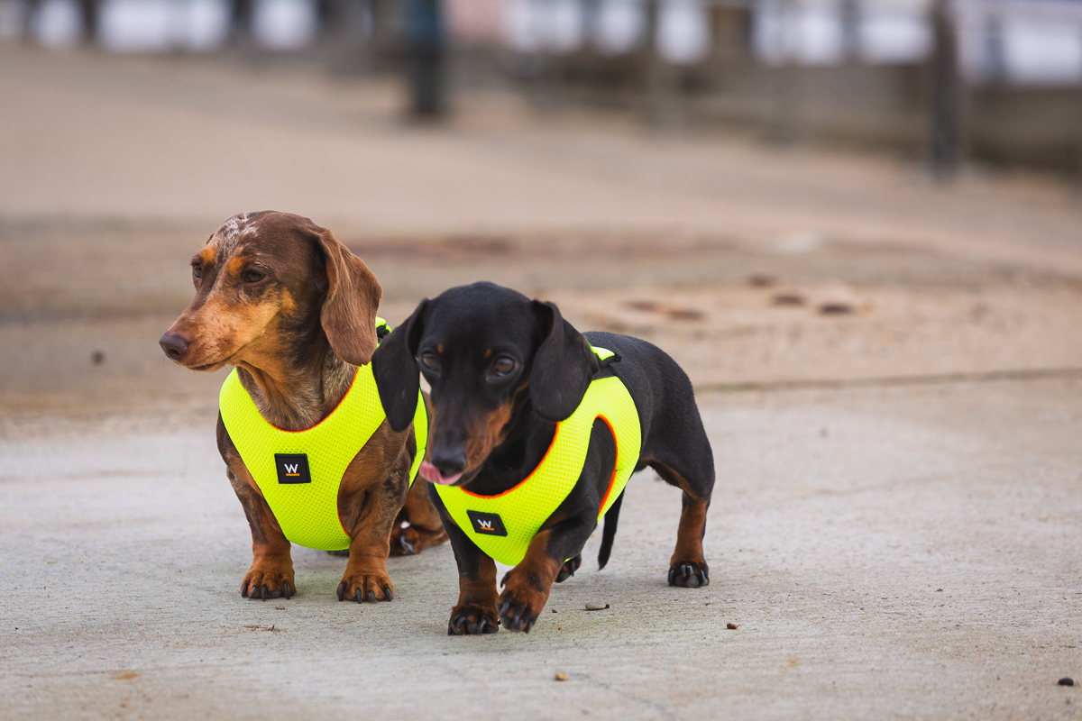 Two dachshunds wearing yellow vests on pavement.