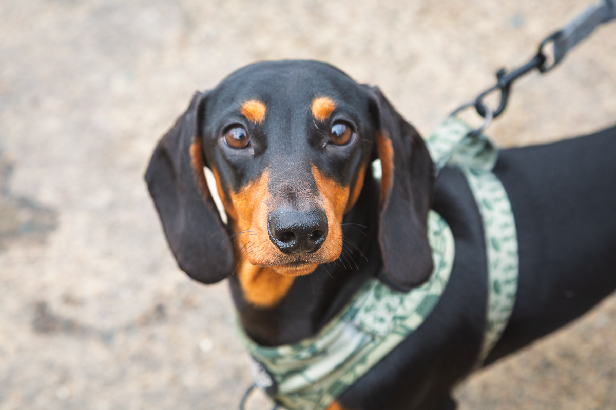 Black and tan dachshund on a lead.
