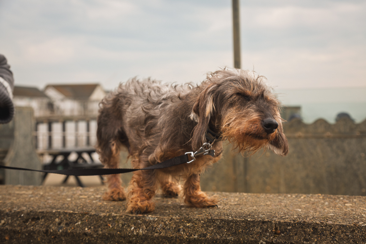 Wire-haired dachshund on a lead outdoors.