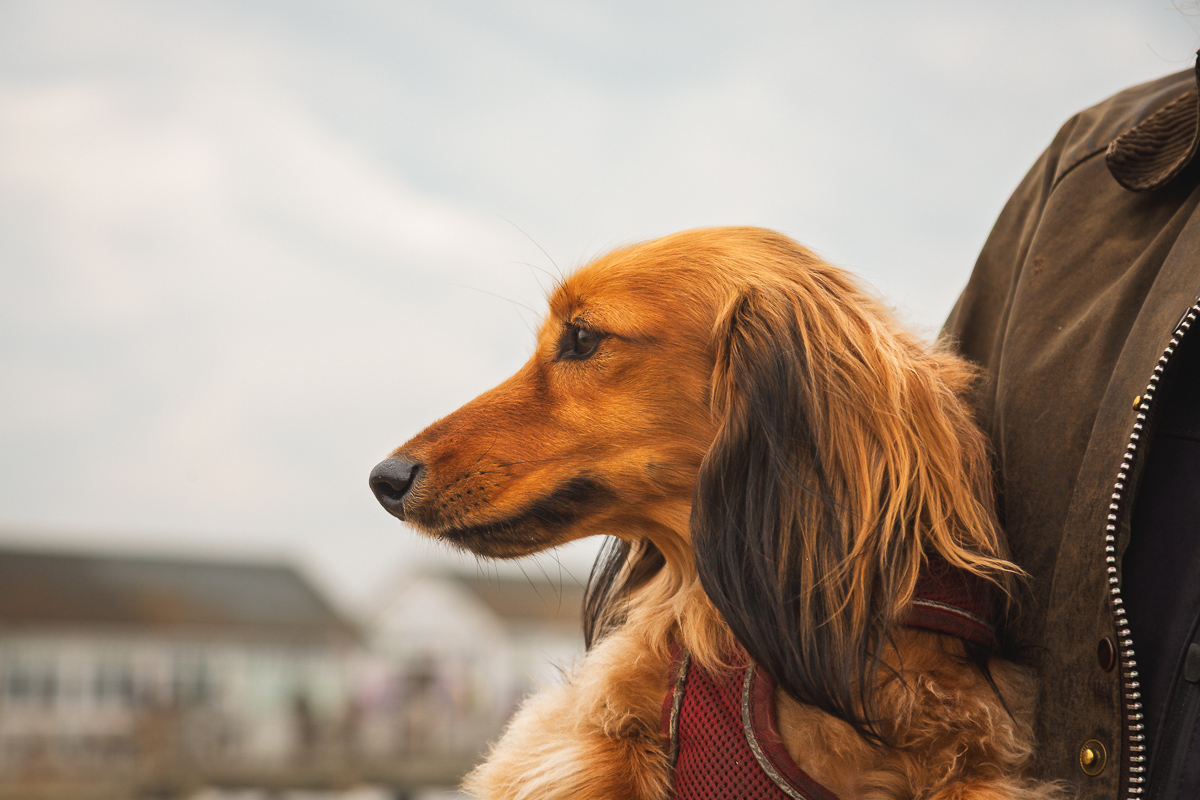 Long-haired dachshund in brown jacket outdoors.