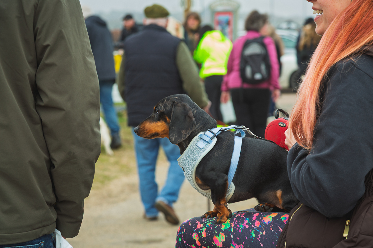 Dachshund on woman's lap at outdoor event