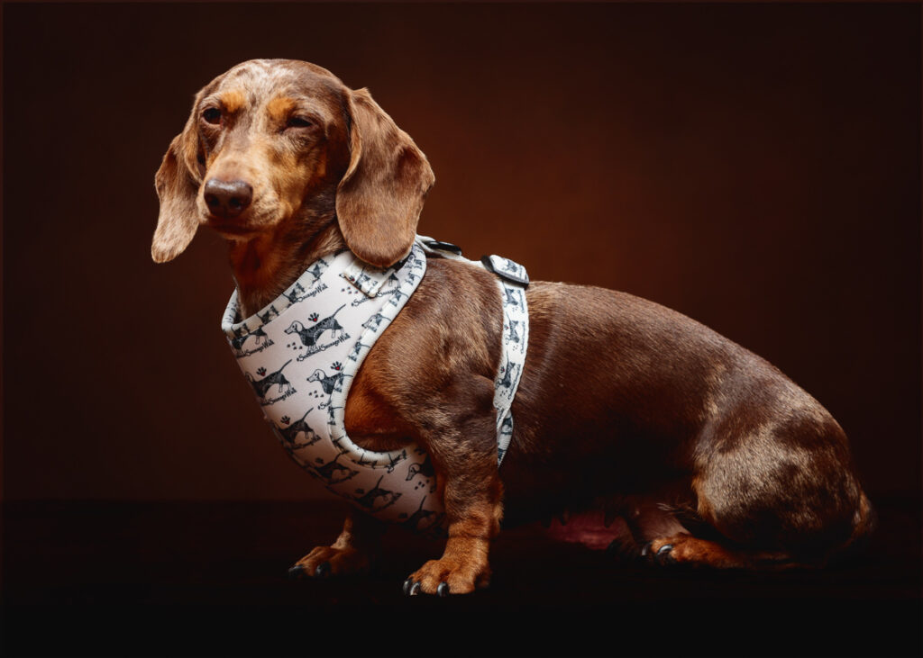 Dachshund wearing printed harness, studio lighting.
