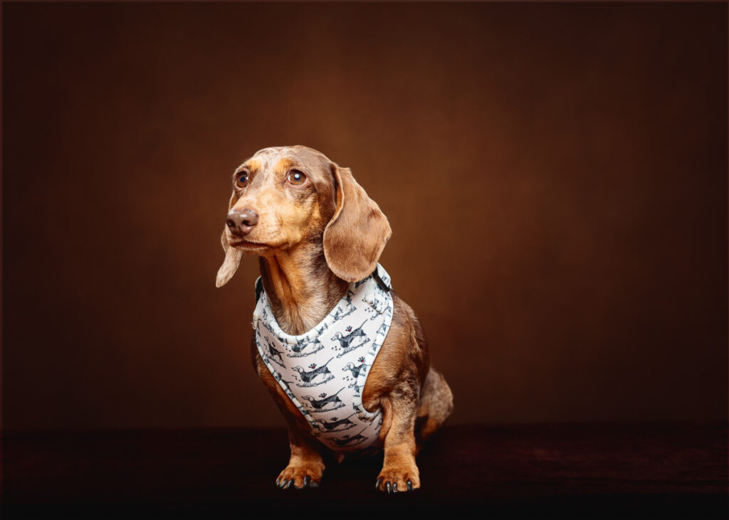 Dachshund wearing a patterned vest, brown background.